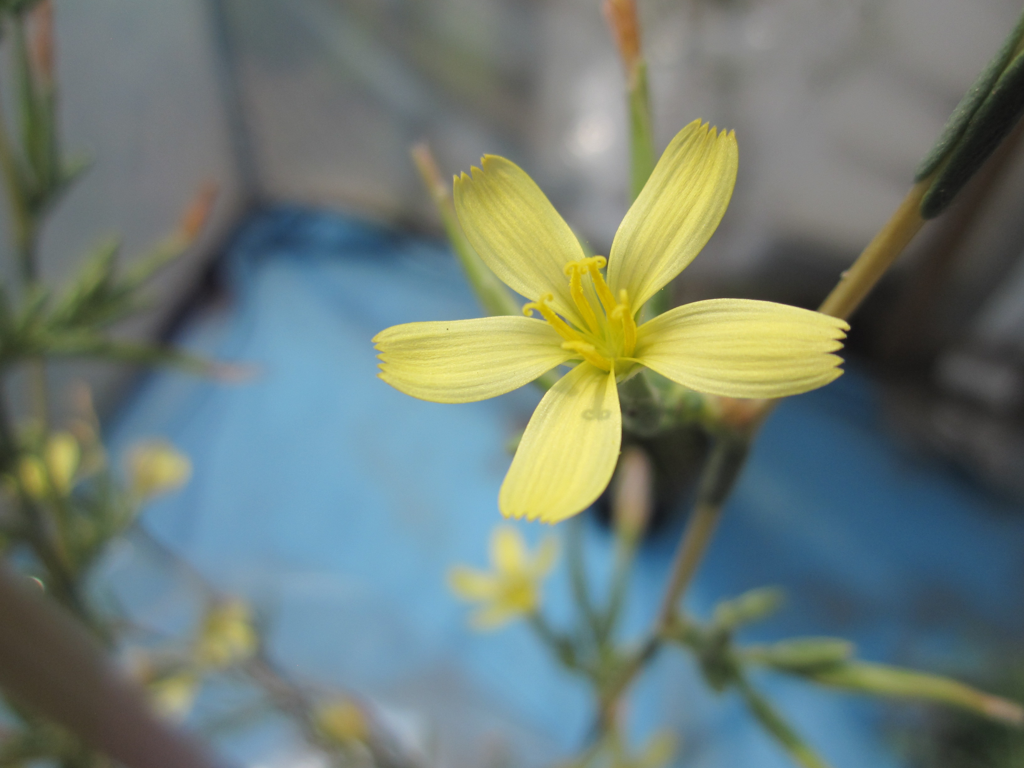 Lactuca viminea (L.) J. Presl & C. Presl subsp. viminea